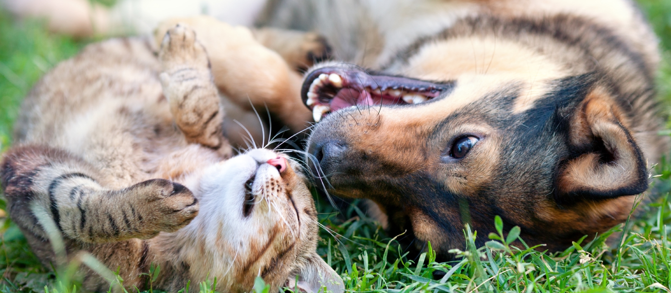 Prodotto assicurativo cane e gatto